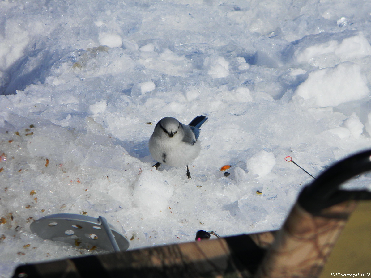 Птичка на льду Байкала