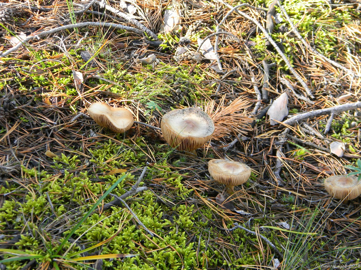 Семейка грибов