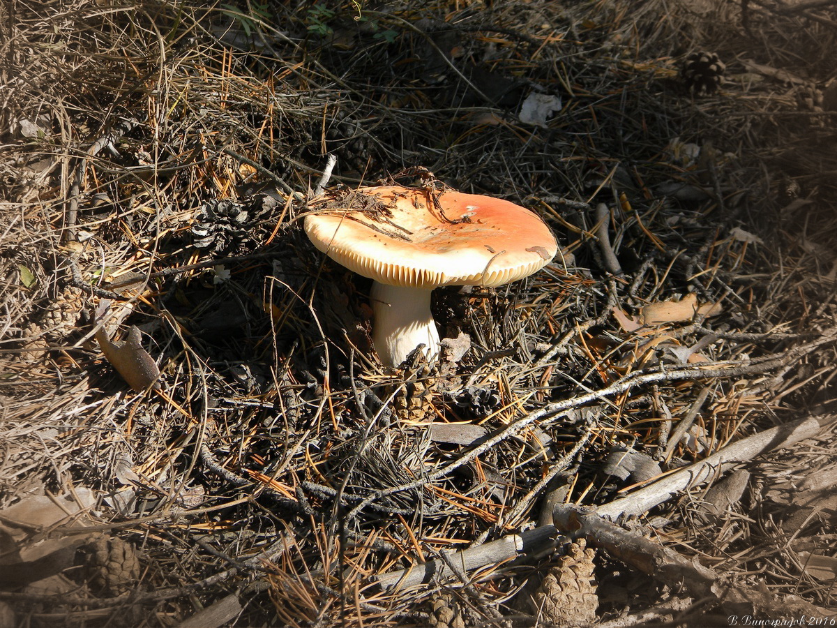 Не съедобный бледный гриб