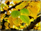 Желтый лист