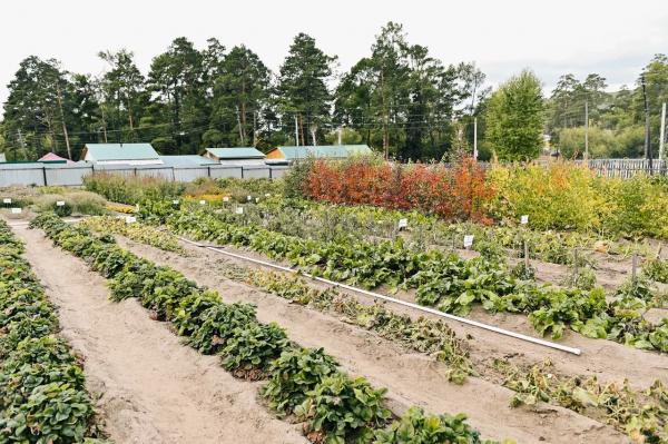 В Бурятии расширят практику ведения пришкольных садово-огородных участков