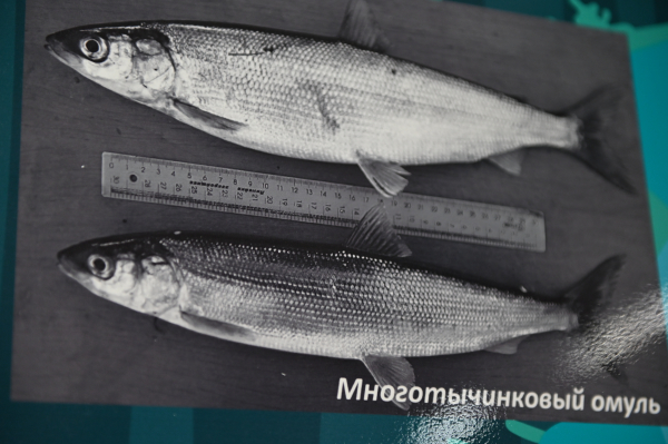В Бурятии в рамках нацпроекта модернизируют Большереченский рыбоводный омулевый завод