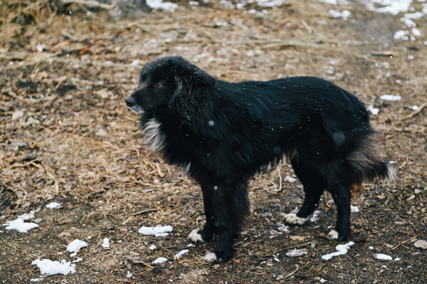 В четырех районах Бурятии и Улан-Удэ будут бесплатно стерилизовать собак