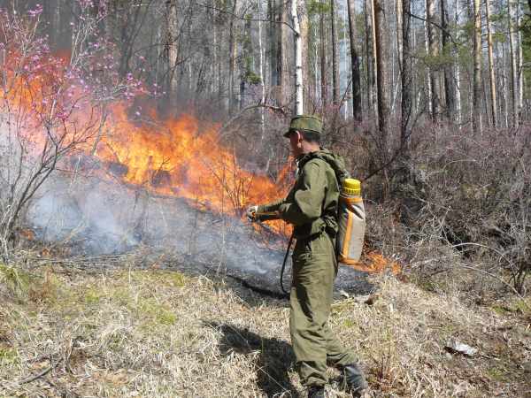 По фактам лесных пожаров возбуждено 102 уголовных дела 