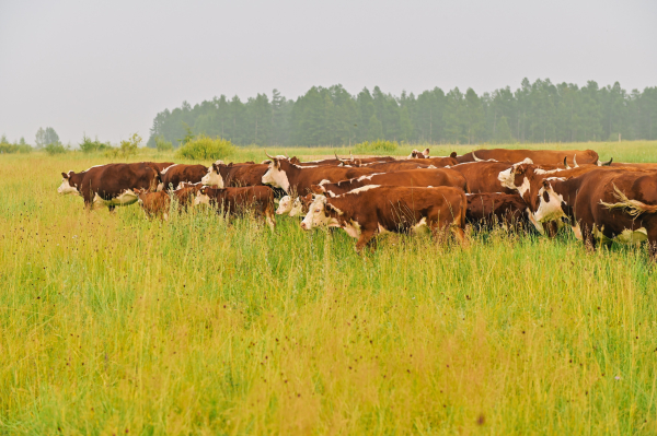 До 2,2 тыс. тонн говядины для внутреннего рынка начнет производить новый резидент ТОР «Бурятия» с 2024 года