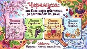 Черемуха