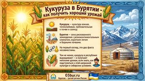 кукуруза в Бурятии