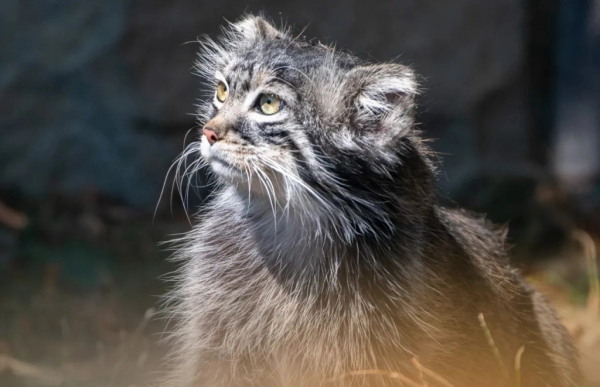 «Ведомости» и Бурятия объединят усилия для защиты природы «Ведомости» и Бурятия объединят усилия для защиты природы