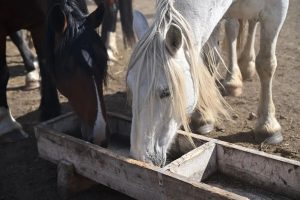 Фермер Иволгинского района успешно развивает коневодство